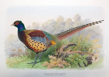 Phasianus Decollatus